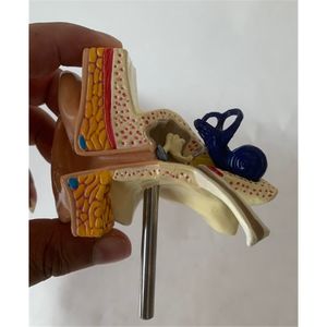 Recursos de enseñanza médica, modelo anatómico de oreja médica, modelo educativo de oreja, modelo de oreja de tamaño real con alta tasa de recompra - Product Image 5