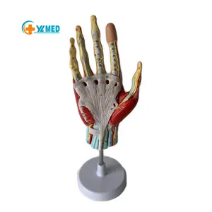 7 Parts Display Muscles Ligaments and Blood Vessels Nerves Detachable Human Hand Anatomy Model