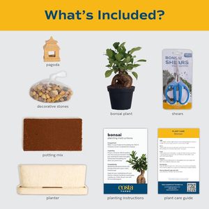 Kit <span class=keywords><strong>per</strong></span> Bonsai |   Kit Fai-da-Te <span class=keywords><strong>per</strong></span> Coltivazione Bonsai, Attrezzi <span class=keywords><strong>per</strong></span> Piante, Miscela di <span class=keywords><strong>Terriccio</strong></span>, <span class=keywords><strong>Vaso</strong></span> <span class=keywords><strong>per</strong></span> Piante, <span class=keywords><strong>per</strong></span> Hobby Artistici, Giardinaggio, Compleanno - Product Image 4