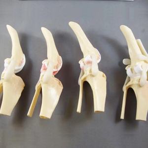 <span class=keywords><strong>Perro</strong></span> Cuatro etapas Rodilla Artritis Anatomía Modelo anatómico <span class=keywords><strong>Esqueleto</strong></span> <span class=keywords><strong>Perro</strong></span> Rodilla <span class=keywords><strong>Esqueleto</strong></span> Modelo Modelos animales - Product Image 5