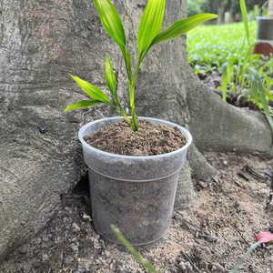 Giardino balcone in plastica trasparente vasi per vivaio <span class=keywords><strong>fioriera</strong></span> orchidea piantare vasi con fori - Product Image 4
