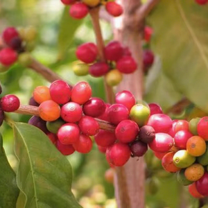 Grains de café Robusta de haute qualité S13 S16 S18 Grade 1 Couleur naturelle Meilleur prix 0,3% max Grains verts propres Vietnam Hanfimex - Product Image 1