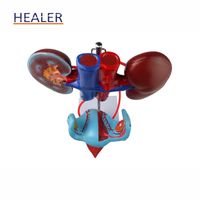 Modèle anatomique grandeur nature du système reproducteur masculin Healer HM-FRSM Modèles anatomiques