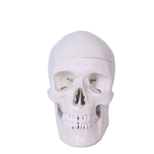 Sinh Học Giảng Dạy Đầu Người <span class=keywords><strong>M</strong></span>ô Hình Trường <span class=keywords><strong>Skeleton</strong></span> Giảng Dạy Y Tế Giải Phẫu Kích Thước Tự Nhiên 3D <span class=keywords><strong>M</strong></span>ô Hình Hộp Sọ Chất Liệu PVC Bền - Product Image 3