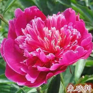 Plantes de pivoine d'origine adaptées à la décoration de jardins et de cours, fleurs ornementales à floraison longue durée - Product Image 4