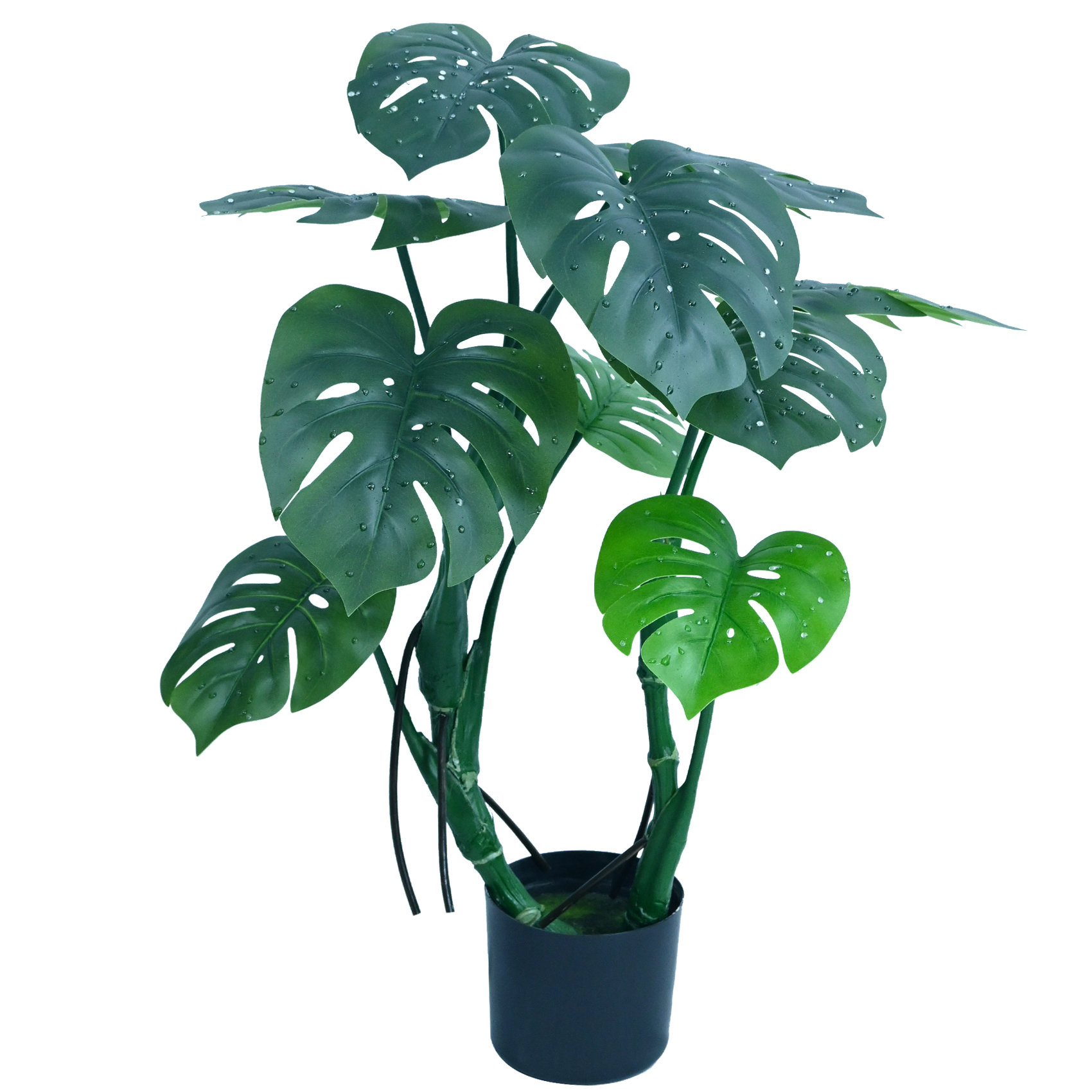Monstera deliciosa