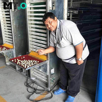 Cage automatique pour cailles élevage ventes