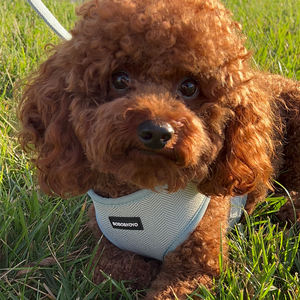 Altı Set Pet malzemeleri aksesuarları toptan lüks özel Logo küçük kişiselleştirilmiş hiçbir çekme tüvit köpek koşum tasma yaka seti - Product Image 5