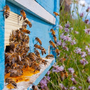 Sarda Sapori Deluxe Miel de fleurs sauvages de noix de Italy-250gr et truffe noire dans un pot Mason-pour apéritifs Desserts et plats - Product Image 3