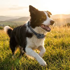Nouveau collier de dressage intelligent pour chien en ABS étanche, sans chocs, avec télécommande, autonomie de 20 heures, multi-modes, anti-aboiement - Product Image 6