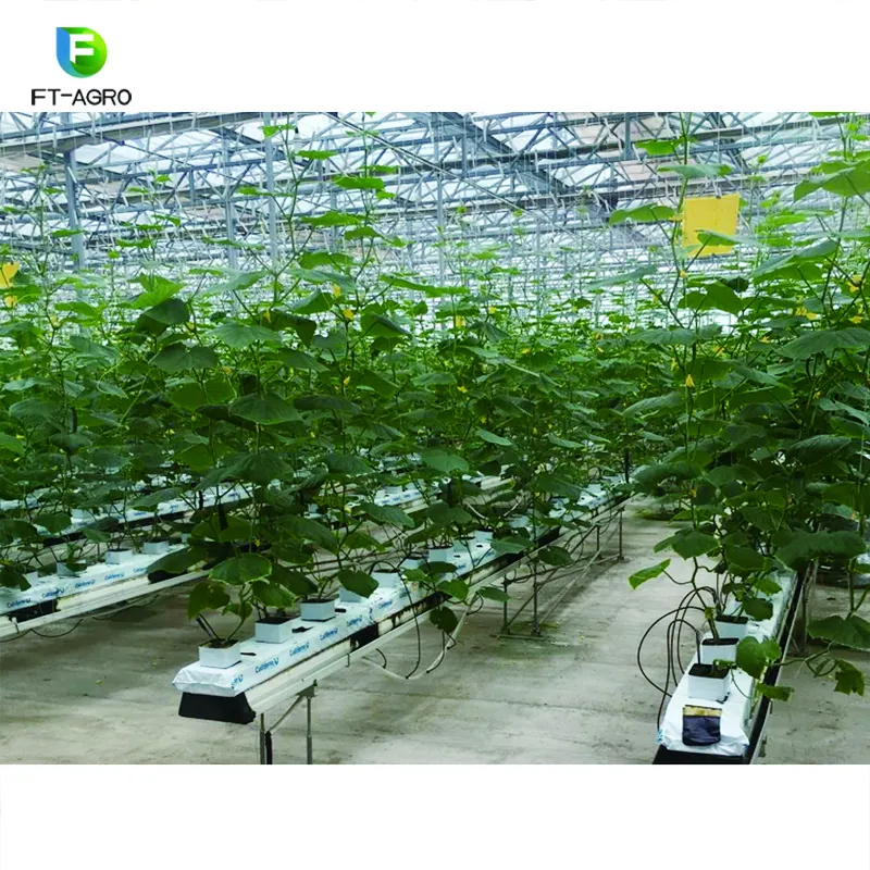 温室での高生産水耕栽培システムトマト植栽