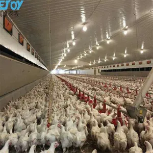 Automatic broiler chicken equipment chicken farming building house design system shed breeding