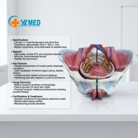 Modèle d'anatomie médicale du vagin, modèle du système reproducteur féminin pour le modèle de bassin féminin, modèle transparent de sciences médicales, formation des infirmières