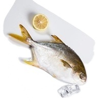 <span class=keywords><strong>Pomfret</strong></span> ปลาสีทองสด - Product Image 3