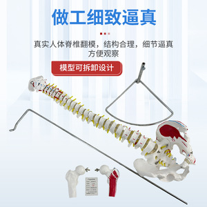 Coloration naturelle des muscles des grandes ceintures vertébrales et des ceintures pelviennes ; points d'origine et d'insertion musculaire ; lombaires - Product Image 4