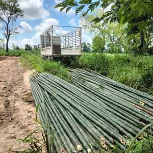 Venta al por Mayor de Postes de Bambú para Construcción, Secados al Horno y Tratados Térmicamente, para Decoración de Gazebos, Cercas y Uso Estructural - Product Image 1