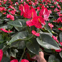 Collection Premium d'Anthuriums : Plantes Tropicales Exotiques à Feuillage Velouté et Fleurs Fraîches – Fournisseur Authentique de Décorations Botaniques