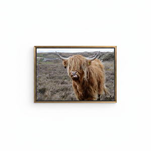 Highland Cattle <b>Canvas</b> Art: Farmhouse Print for Rustic Wall Decor,GOLD <b>FRAMED</b> <b>CANVAS</b> - Product Image 2