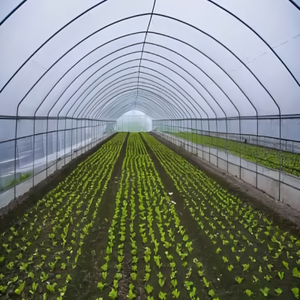 Grande serre à structure en acier à simple travée pour la culture de fleurs (rose, lys, œillet) avec film PE à haute transmission lumineuse - Product Image 6