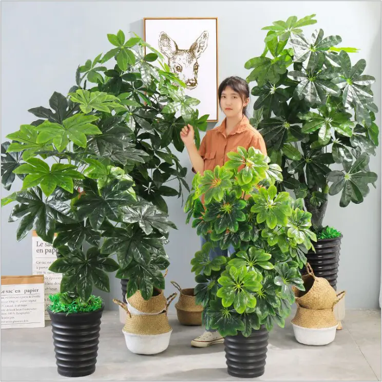 Low price green indoor decorative foliage plant provision tree Pachira macrocarpa