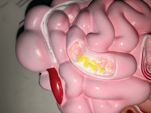 Sistema digestivo humano modelo anatómico intestino delgado modelo recto Duodenal <span class=keywords><strong>vísceras</strong></span> Gastrointestinal modelo anatómico - Product Image 5