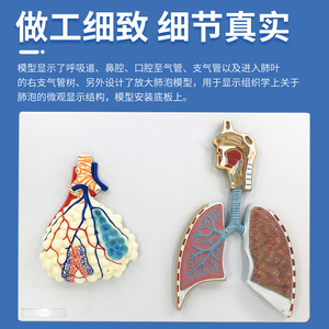 Modèle médical en relief agrandi de l'anatomie du système respiratoire humain, du tissu alvéolaire, des cavités nasale et orale. - Product Image 5