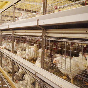 Sistem peralatan hewan Broiler otomatis tipe H 4 tumpuk 500 burung baterai galvanis kandang ayam lapisan peternakan unggas - Product Image 5