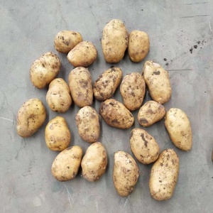 <span class=keywords><strong>Patatas</strong></span> frescas de calidad de exportación al por mayor Compre <span class=keywords><strong>patatas</strong></span> frescas de calidad de patata al mejor precio - Product Image 6
