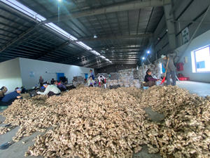 Gingembre frais cultivé au Vietnam avec une teneur élevée en huile pour la cuisson de boissons santé et la vente en gros mondiale - Product Image 4