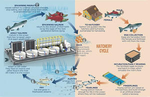 Incubadora de Huevos de Pescado CATAQUA, Equipo Moderno para Piscifactorías, Diseño de Alta Eficiencia Tipo Estante para Salmones, 1 Año de Garantía - Product Image 5