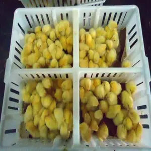 Plastic Material Transportation Cage Day Old Chicks Baby Chick Turnover Box