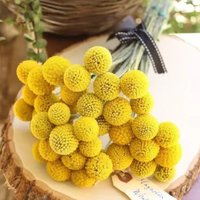 Bunga Billy Balls Potong Segar Grosir, Craspedia Kuning Alami Asli untuk Rangkaian Bunga