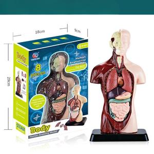 Modèle de <span class=keywords><strong>squelette</strong></span> d'organes humains pour l'éducation de la petite enfance, ensemble de sciences et d'éducation, élèves du primaire, bricolage, éducatif pour enfants - Product Image 5