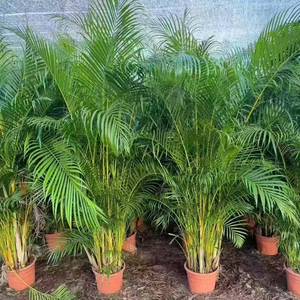 Palmeras Ornamentales Dypsis <span class=keywords><strong>Lutescens</strong></span> Naturales de Primera Calidad Directo de Fábrica, Bonsái de Areca para Decoración de Interiores, Dypsis <span class=keywords><strong>Lutescens</strong></span> - Product Image 5