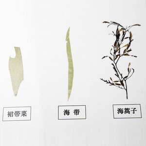 ตัวอย่างสาหร่ายสีน้ำตาลเคลือบสีดั้งเดิม J43113 อุปกรณ์ทดลองทางชีววิทยา อุปกรณ์การสอนระดับมัธยมศึกษาตอนต้น - Product Image 2