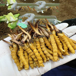 <span class=keywords><strong>Cordyceps</strong></span> Militaris Liar Berkembang Buah, <span class=keywords><strong>Cordyceps</strong></span> Sinensis <span class=keywords><strong>Cordyceps</strong></span> 1 kg - Product Image 5