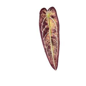 Fábrica de Flores Meiyu Craft, Hojas Artificiales de Anturio de 30cm-100cm de Altura, Simulación Realista, Decoración para Bodas y Hogar - Product Image 5
