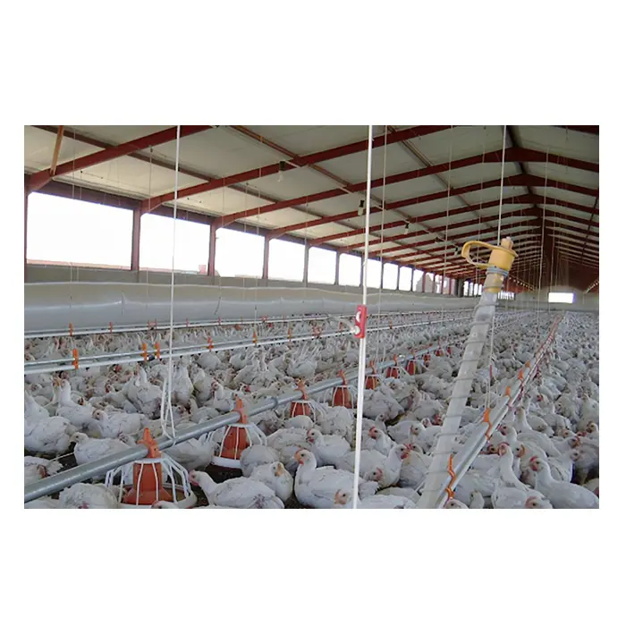 Granai di pollame e pollaio commerciale granai di allevamento di polli
