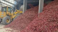 Paprika naturel cru séché en granulés, flocons de piment en vrac pour l'assaisonnement et la transformation alimentaire