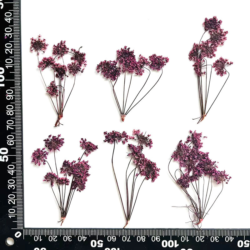 Raisin violet