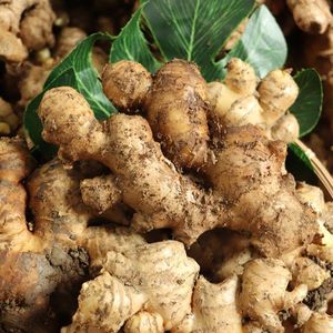 Gingembre bio indien frais et sec de meilleure qualité - Product Image 4