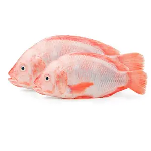 Frozen Sea Food Whole Round Red Tilapia