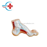 Modelo de Pie Normal/Pie Plano/Pie Arqueado HC-S274, Modelo Anatómico Humano de Pie para Uso Médico