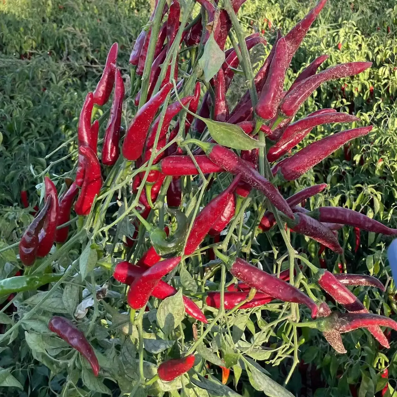 Professionell angebaute Pfeffer für Export süße Paprika rot heißer Chili Pulver Abschnitt Samen