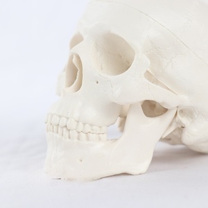 Mini cráneo humano articulado modelo SKM01 cráneo de Anatomía de mandíbula móvil para educación médica estudio Dental adornos de resina - Product Image 5