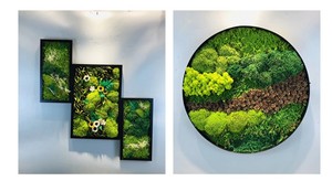 Rêu Khô Tất Cả Các Màu Với Giá Rẻ Ổn Định Địa Y - Product Image 5