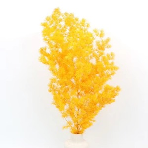 Helecho Ming de Espárragos Secos <span class=keywords><strong>Naturales</strong></span> Preservados, Venta al por Mayor, Colores Surtidos, Material Floral Esponjoso para DIY, Decoración para Bodas, Hogar y Fiestas - Product Image 6