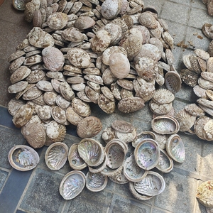 Nhà Máy Bán Buôn 13-18Cm Úc Đỏ Trắng Bào Ngư Vỏ Seashell Nguyên Liệu Thủ Công Trang Trí Cho Đốt Sage - Product Image 4