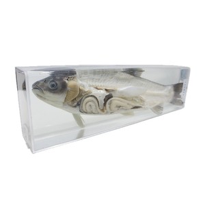 Disecación de carpa cebú y especímenes preservados; especímenes didácticos de biología del pez; especímenes preservados al por mayor para primaria y secundaria. - Product Image 5
