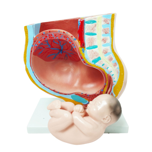 Anatomie populaire enseignement médical organes génitaux anatomiques en plastique 4 pièces grossesse humaine 3e mois modèle de Section du bassin féminin - Product Image 2